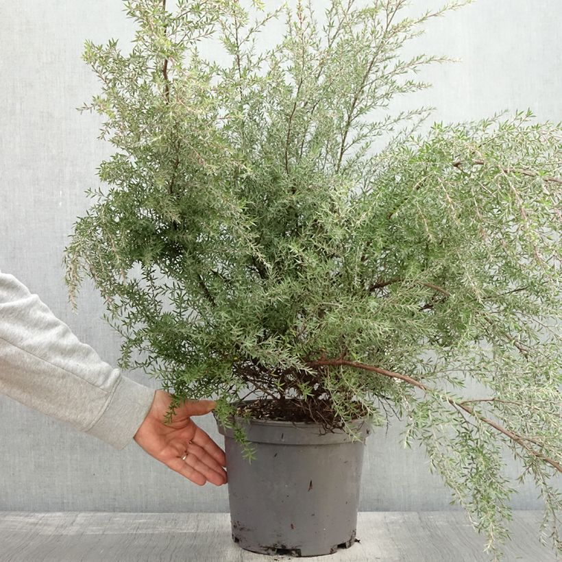 Example of Leptospermum scoparium Martini - Steinsame Topf mit 7,5L/10L as you get in automne