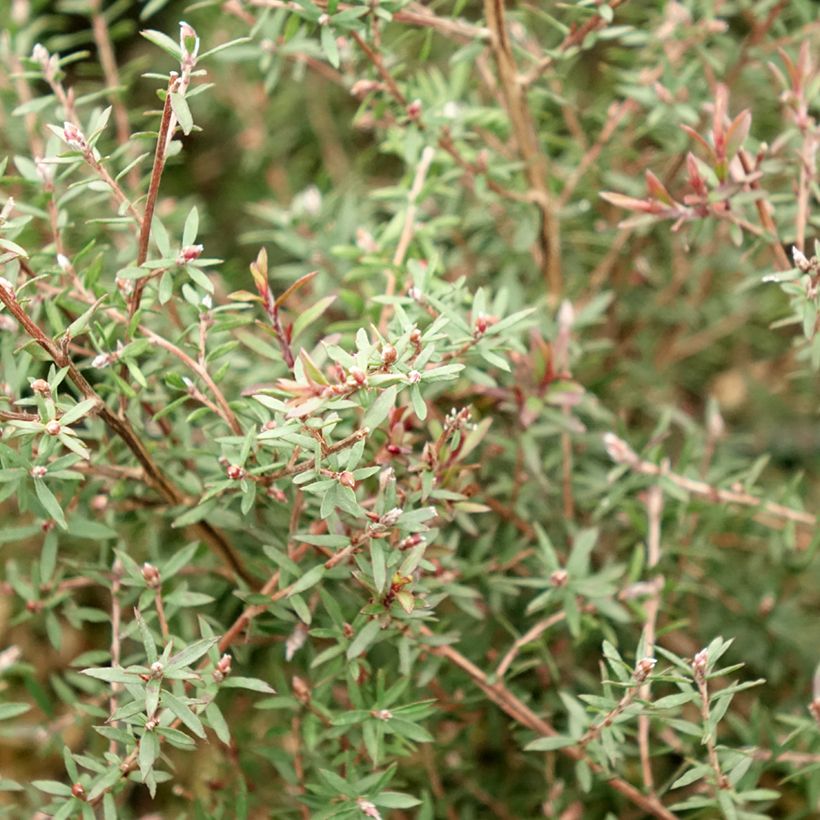 Leptospermum scoparium Nanum Kiwi - Steinsame (Foliage)