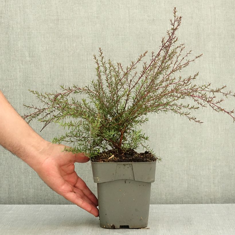 Exemplar von Leptospermum scoparium Red damask - Steinsame Topf mit 2L/3L wie im Sommer geliefert