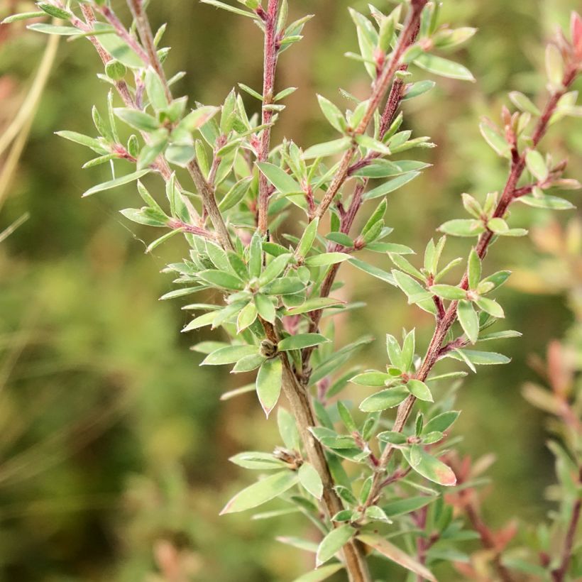 Leptospermum scoparium Snow Flurry - Steinsame (Foliage)