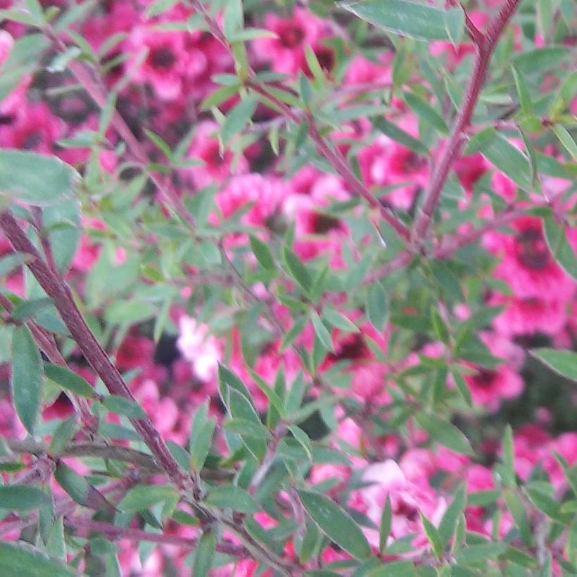 Leptospermum scoparium Wiri Kerry - Steinsame (Flowering)