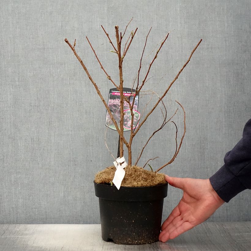 Exemplar von Lespedeza bicolor Summer Beauty - Buschklee Topf mit 3L/4L wie im Frühjahr geliefert