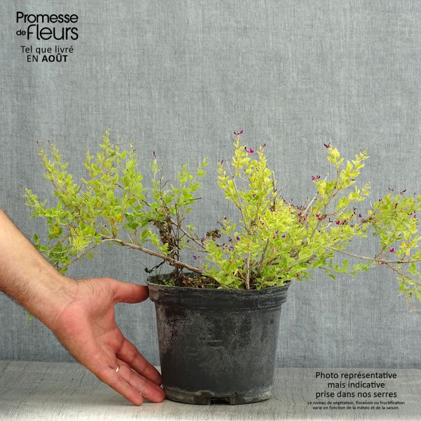 Exemplar von Lespedeza bicolor Yakushima - Buschklee Topf mit 3L/4L wie im Sommer geliefert