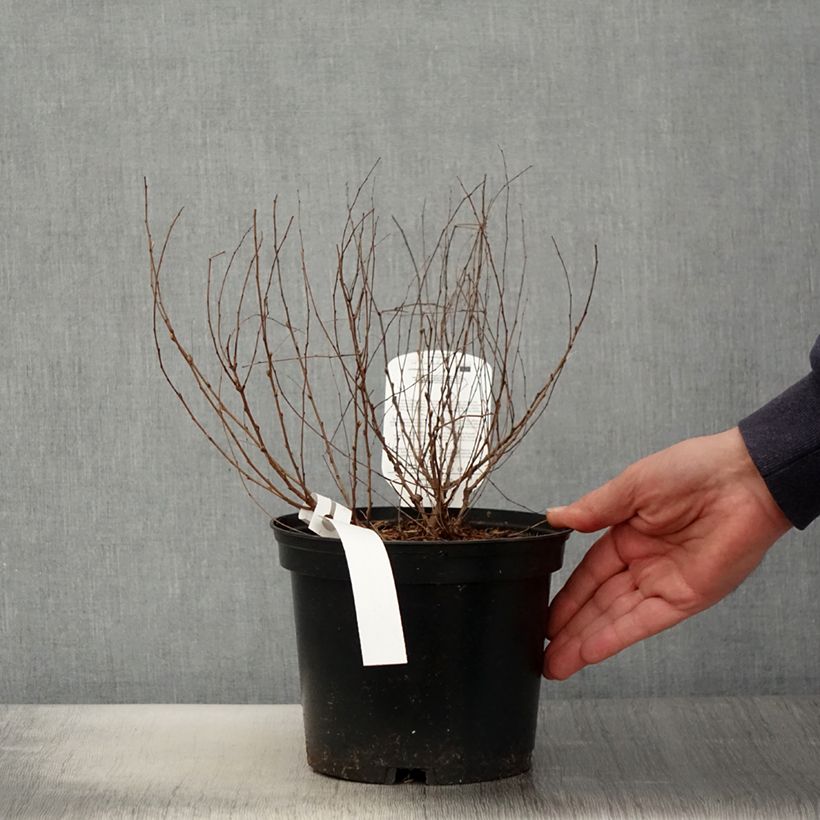 Exemplar von Lespedeza bicolor Yakushima - Buschklee Topf mit 3L/4L wie im Frühjahr geliefert