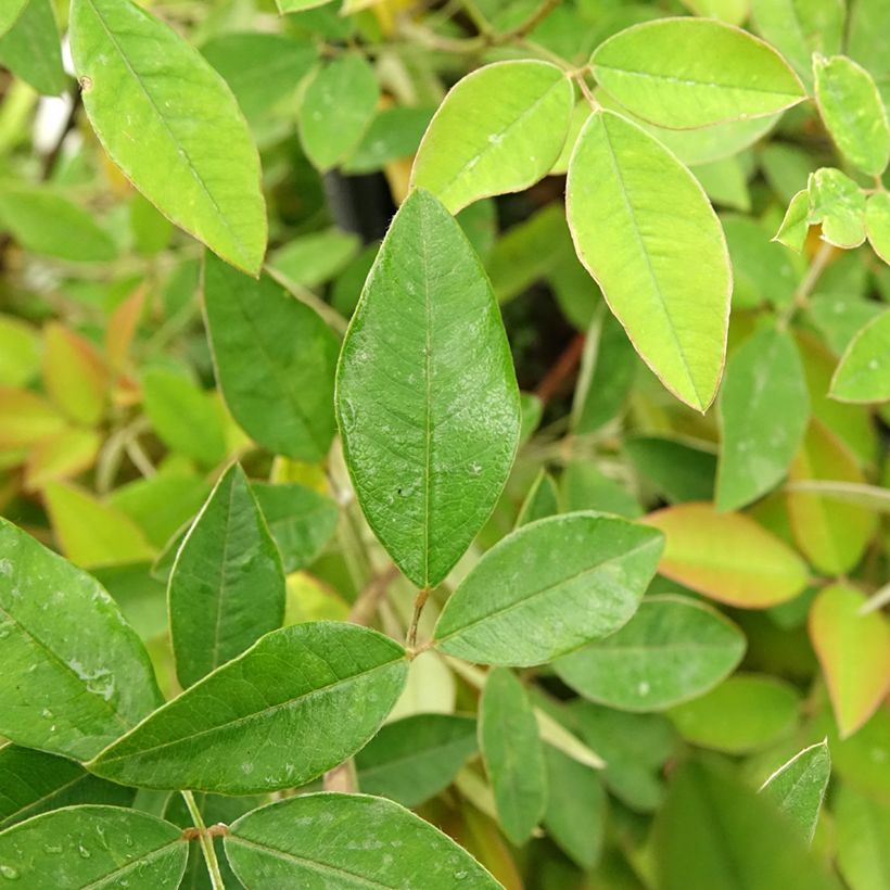 Lespedeza liukiuensis Little Volcano - Buschklee (Foliage)