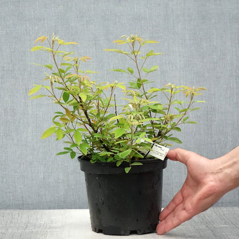 Example of Lespedeza liukiuensis Little Volcano - Buschklee Topf mit 3L/4L as you get in ete
