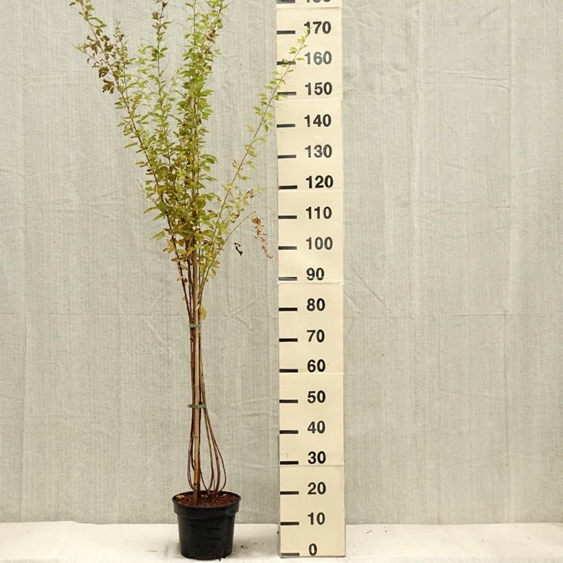 Example of Lespedeza thunbergii Edo-Shibori - Thunbergs Buschklee Topf mit 3L/4L as you get in automne