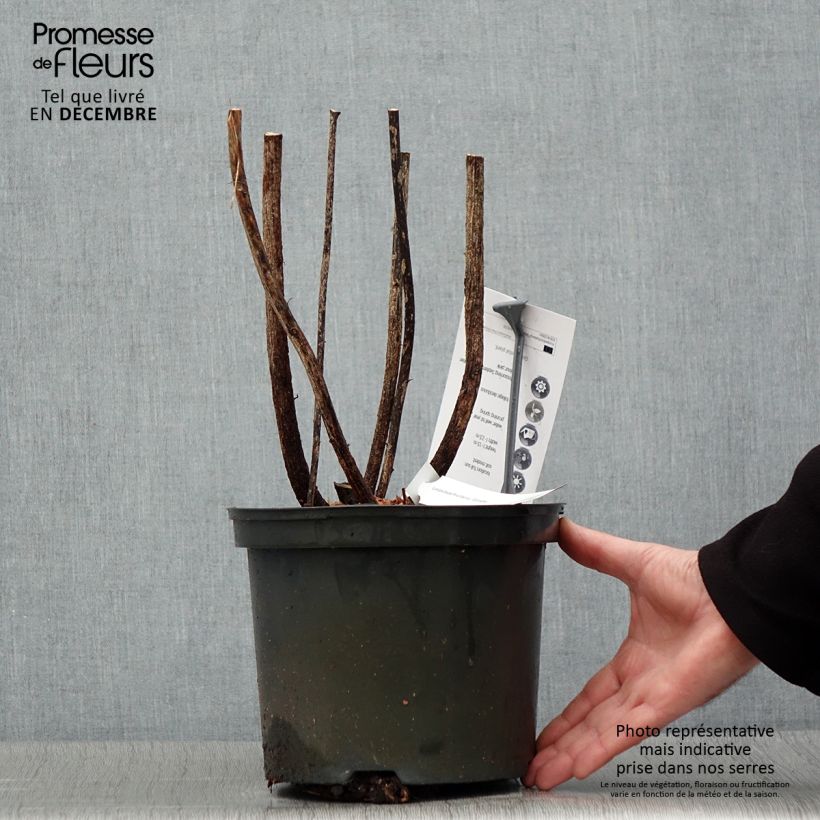 Exemplar von Lespedeza thunbergii Gibraltar - Buschklee Topf mit 2L/3L wie im Winter geliefert