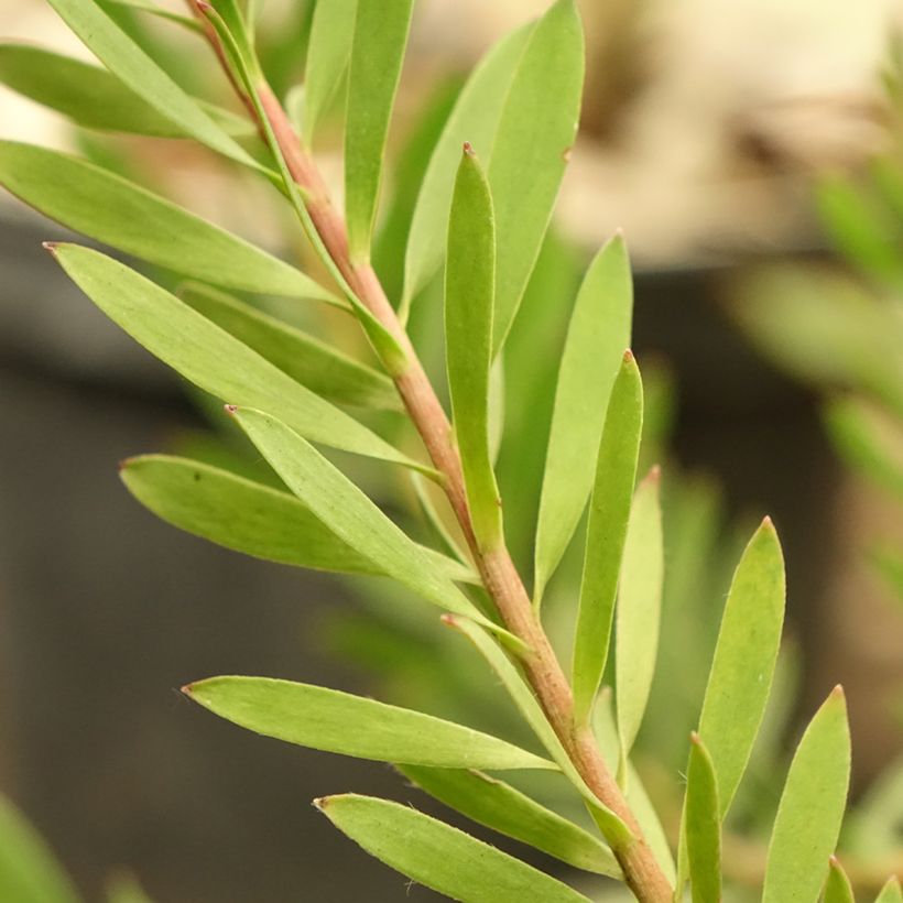 Leucadendron salignum Cheeky (Foliage)