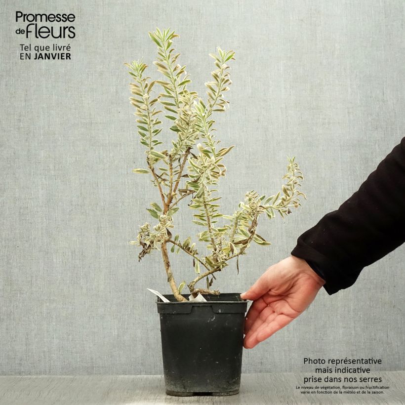 Exemplar von Leucadendron Jester Topf mit 3L/4L wie im Winter geliefert