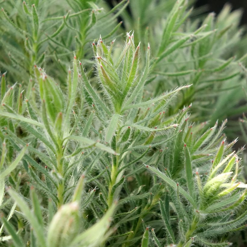 Leucadendron Jubilee Crown (Foliage)