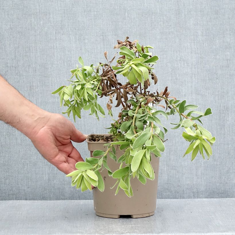 Example of Leucadendron Safari Goldstrike Topf mit 3L/4L as you get in ete