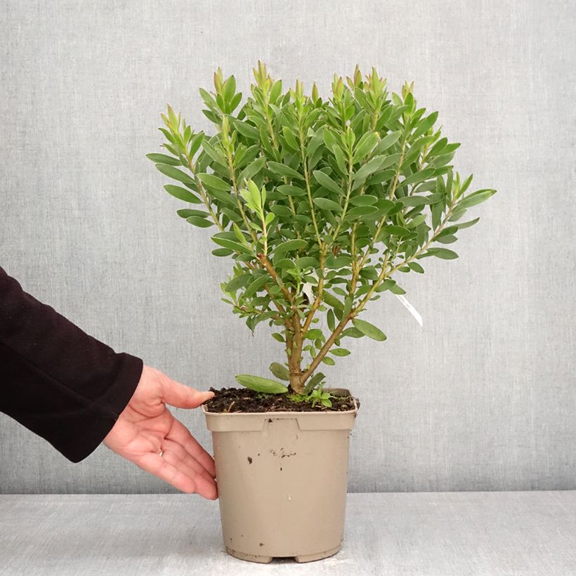 Exemplar von Leucadendron Safari Goldstrike Topf mit 3L/4L wie im Frühjahr geliefert