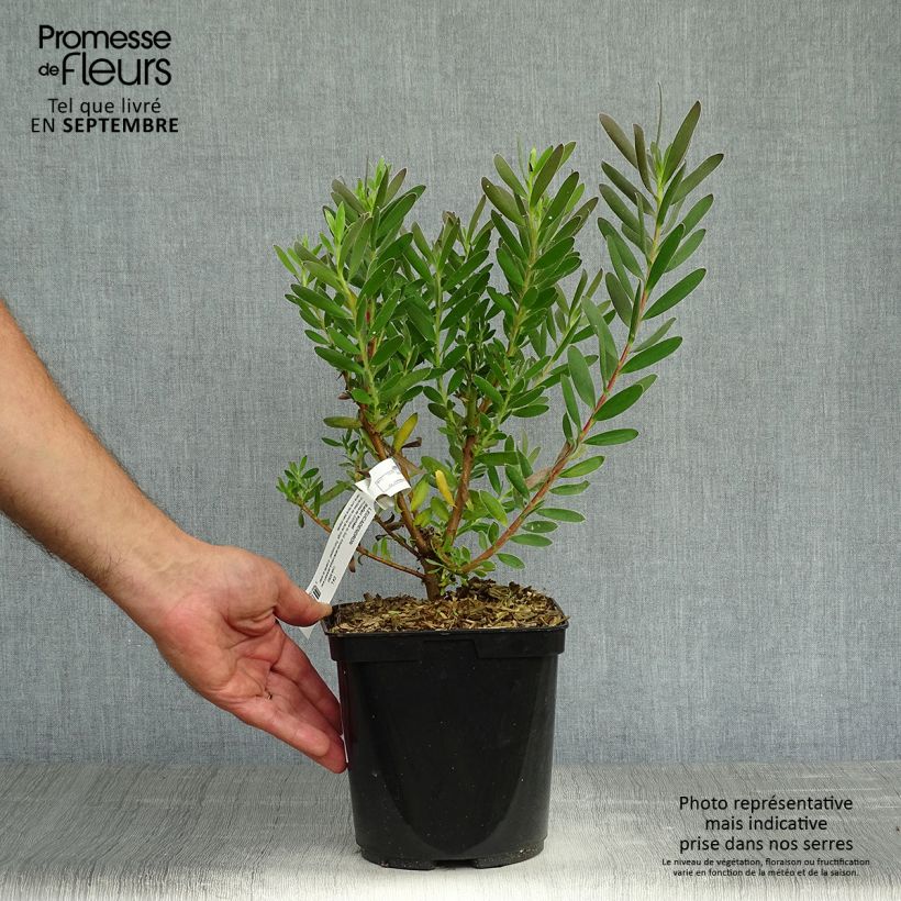 Example of Leucadendron Safari Sunset Topf mit 3L/4L as you get in automne