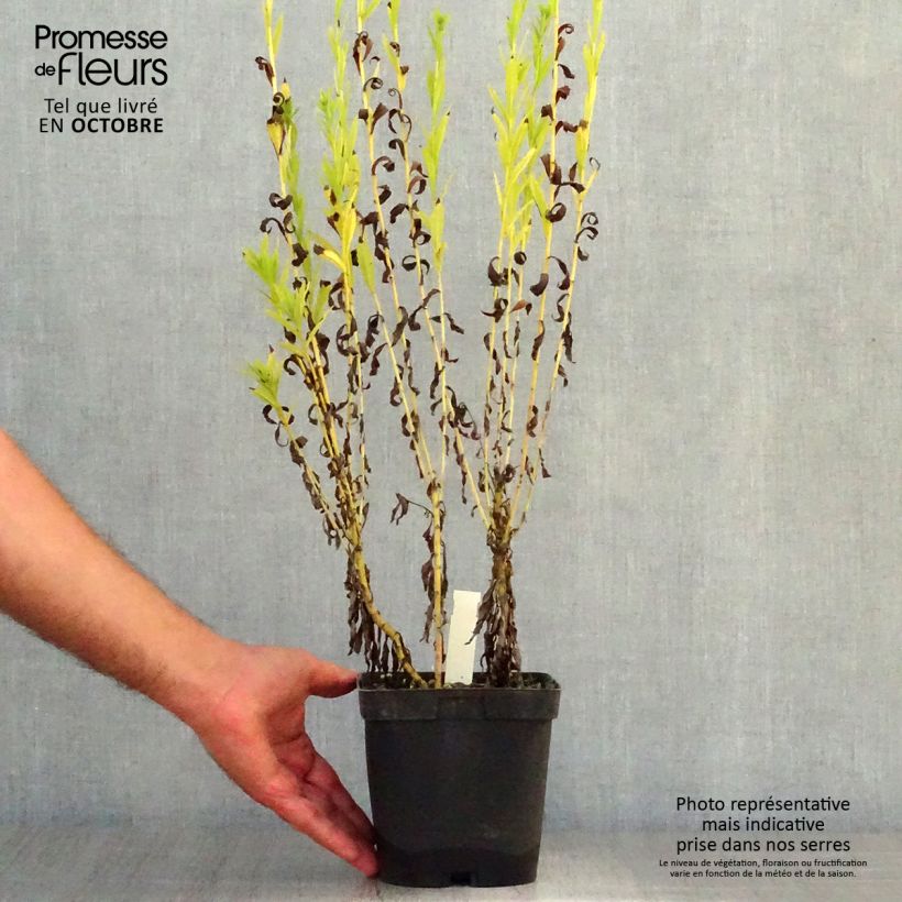 Example of Leucanthemella serotina - Herbstmargerite Topf mit 2L/3L as you get in automne