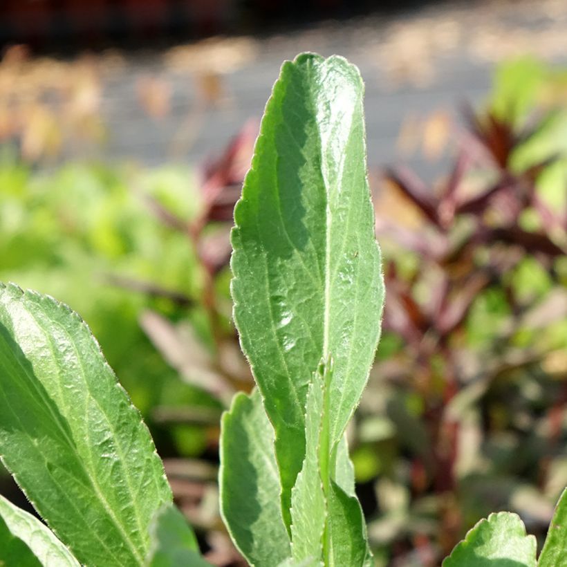 Großblumige Margerite Polaris - Leucanthemum (Foliage)
