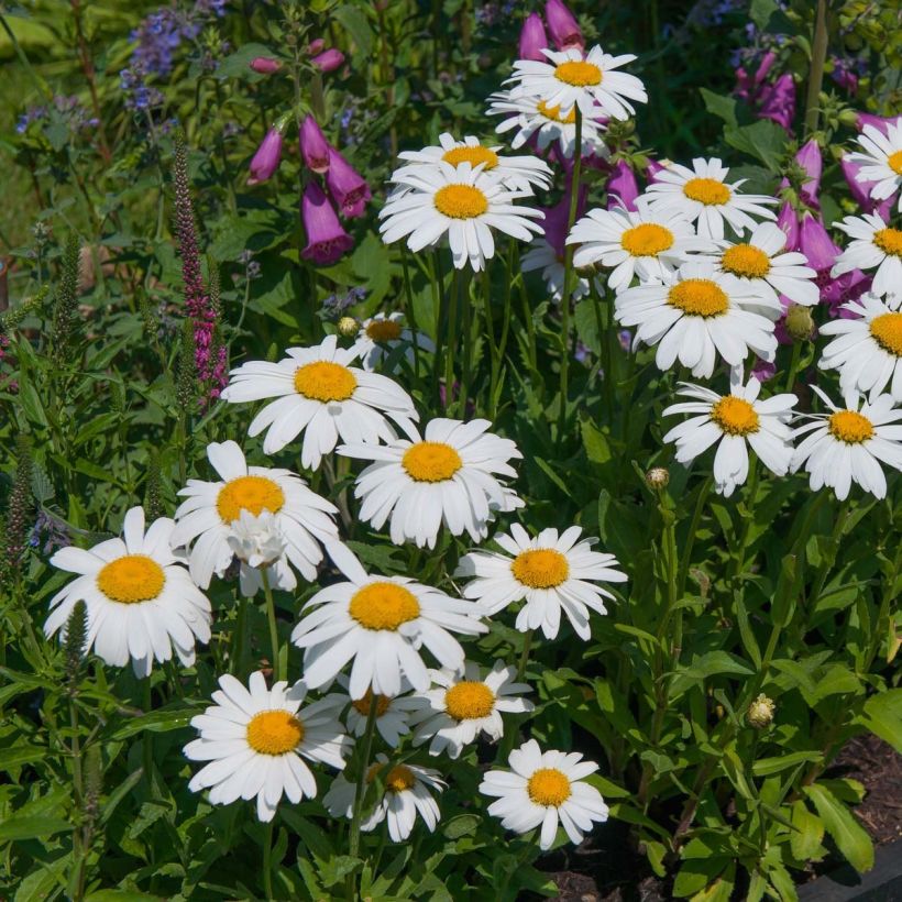 Großblumige Margerite Petite Princesse d'Argent - Leucanthemum (Flowering)