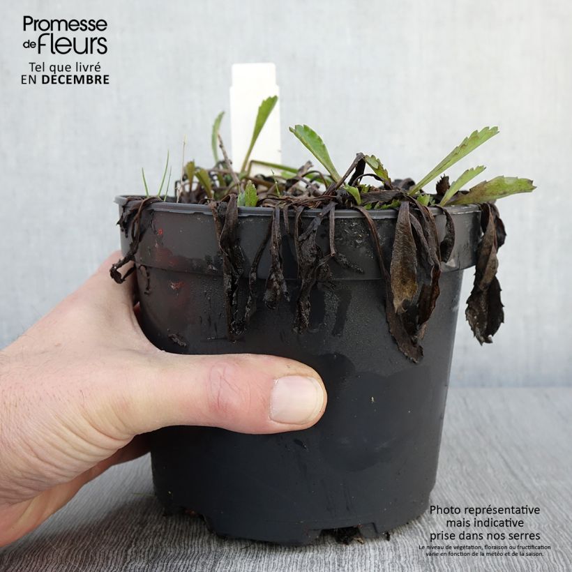 Example of Großblumige Margerite Petite Princesse d'Argent - Leucanthemum Topf mit 2L/3L as you get in automne