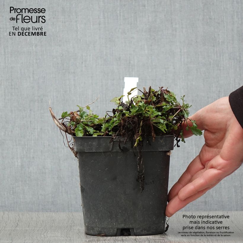 Example of Großblumige Garten-Margerite Snow Lady - Leucanthemum Topf mit 2L/3L as you get in automne