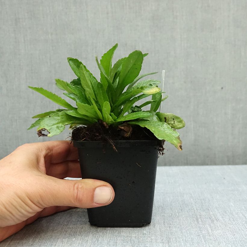 Exemplar von Großblumige Garten-Margerite Snow Lady - Leucanthemum Kleine Töpfe von 8/9 cm wie im Herbst geliefert