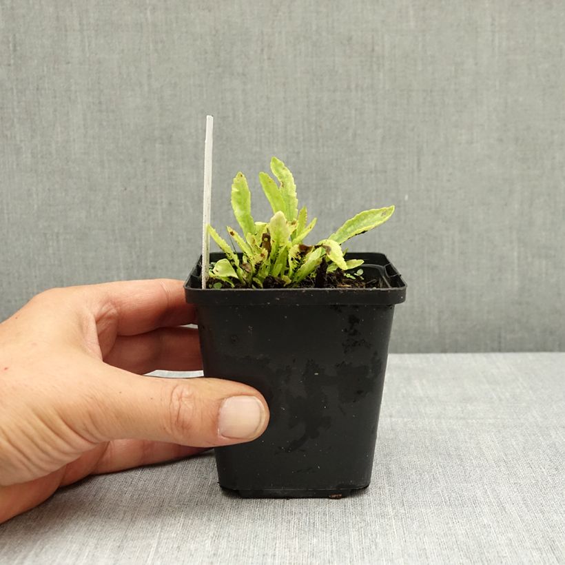 Exemplar von Großblumige Garten-Margerite Snow Lady - Leucanthemum Kleine Töpfe von 8/9 cm wie im Sommer geliefert