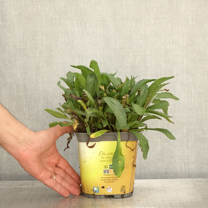 Example of Großblumige Margerite Broadway lights - Leucanthemum Topf mit 2L/3L as you get in automne