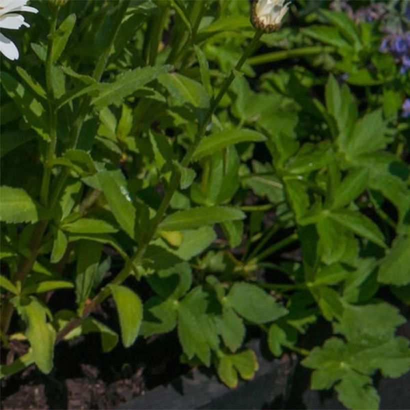 Großblumige Margerite Freak - Leucanthemum (Foliage)