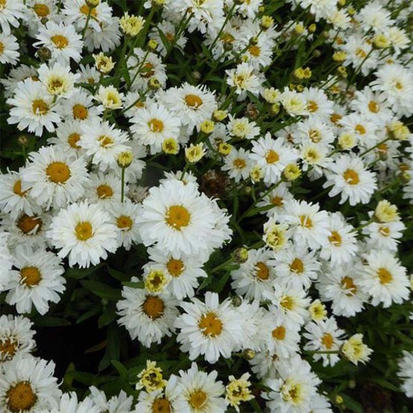 Großblumige Margerite Freak - Leucanthemum (Flowering)