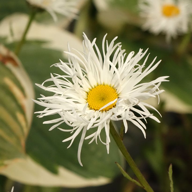 Großblumige Margerite Old Court - Leucanthemum (Flowering)