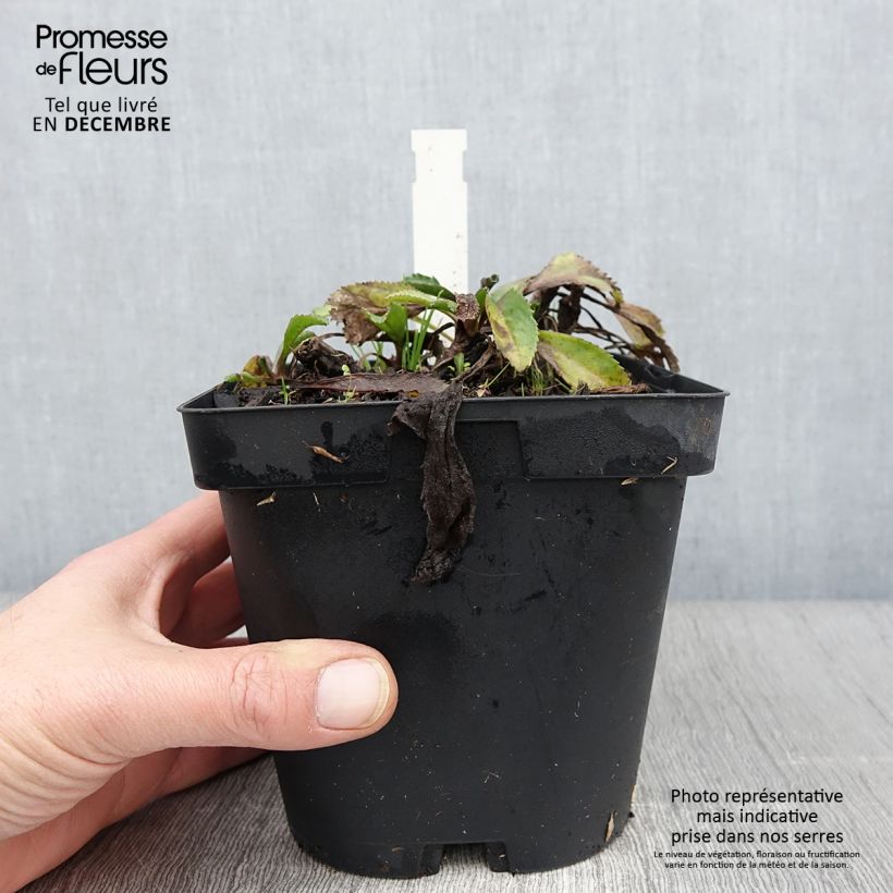 Example of Großblumige Margerite Wirral Supreme - Leucanthemum Topf mit 2L/3L as you get in automne