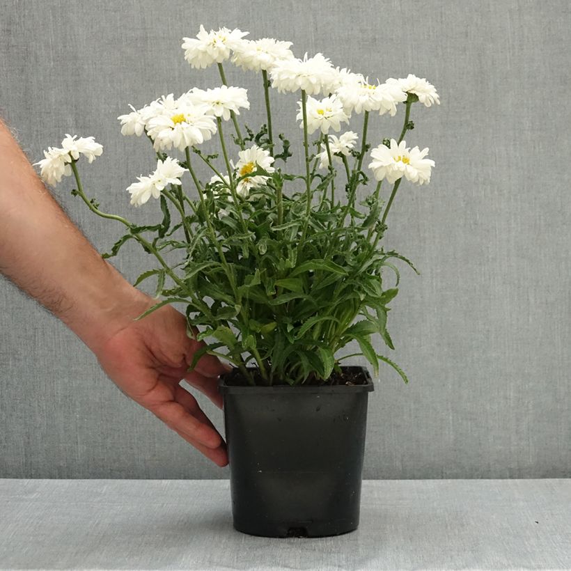 Exemplar von Großblumige Margerite Victorian Secret - Leucanthemum Topf mit 2L/3L wie im Sommer geliefert