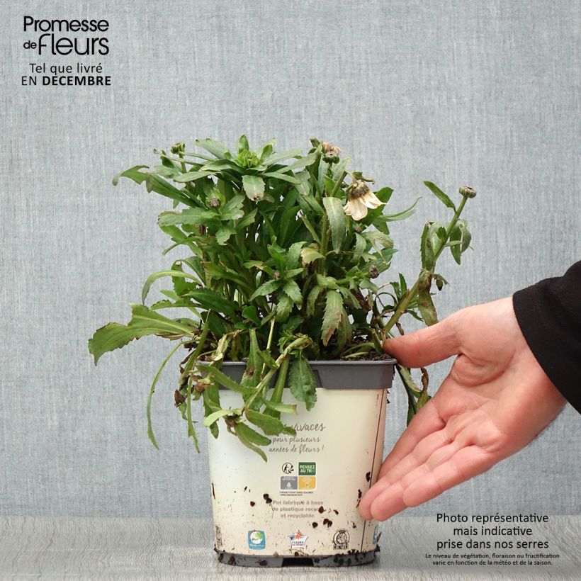Example of Magerwiesen-Margerite - Leucanthemum vulgare Topf mit 2L/3L as you get in automne