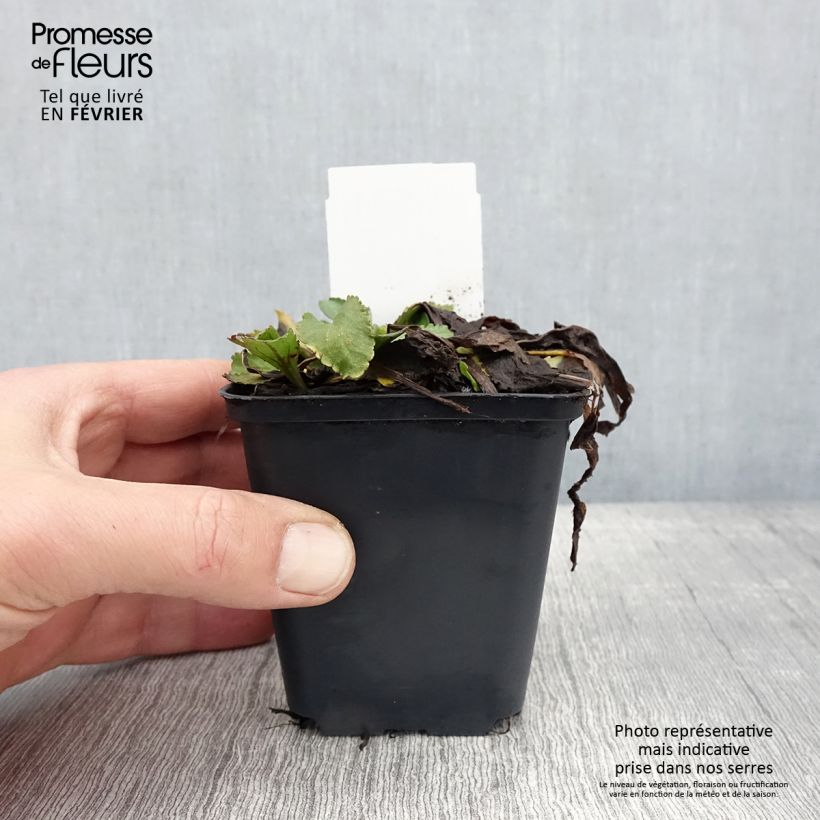 Exemplar von Großblumige Margerite Brightside - Leucanthemum Kleine Töpfe von 8/9 cm wie im Winter geliefert