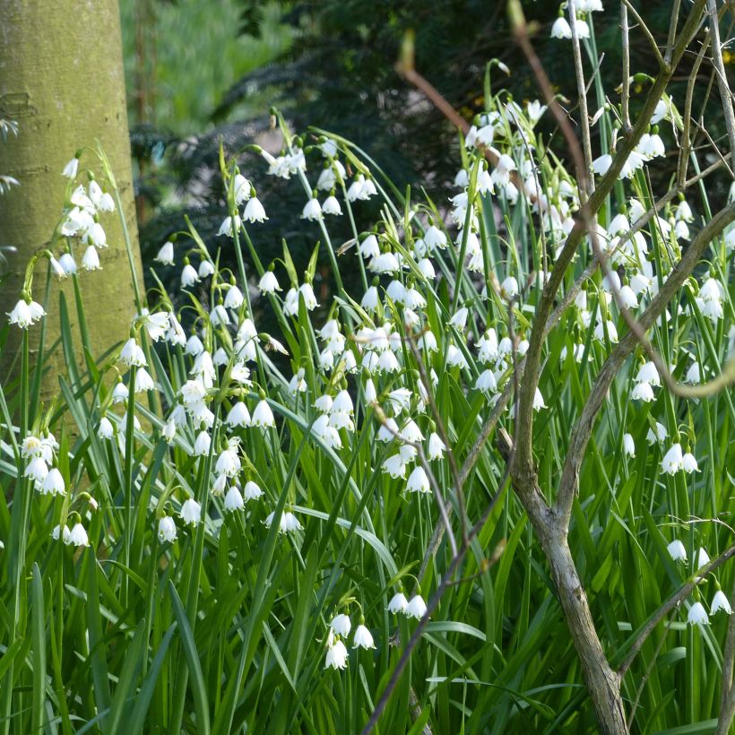 Leucojum aestivum Gravetye Giant - Sommer-Knotenblume (Plant habit)