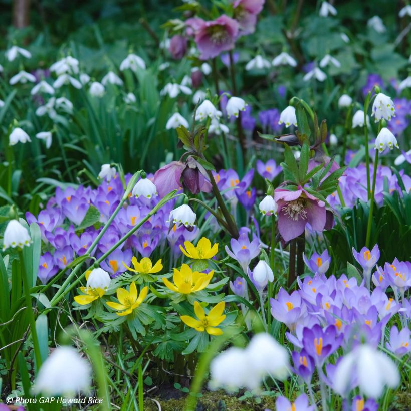 Leucojum vernum - Märzbecher (Plant habit)