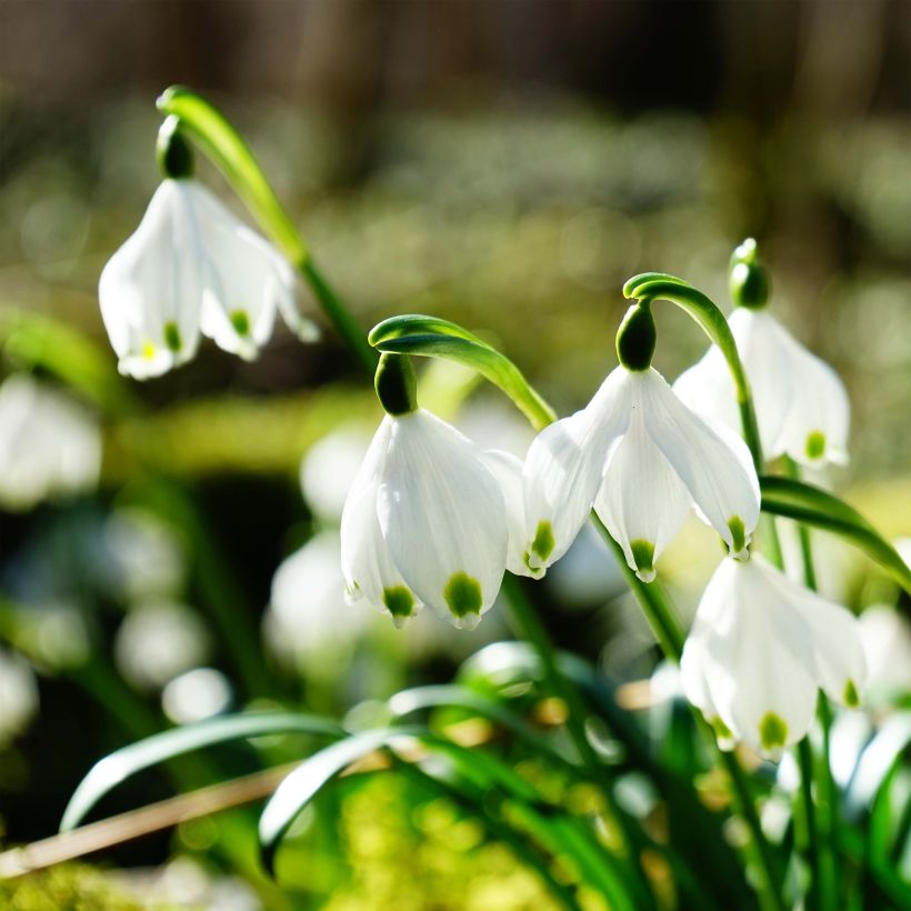 Leucojum vernum - Märzbecher (Flowering)
