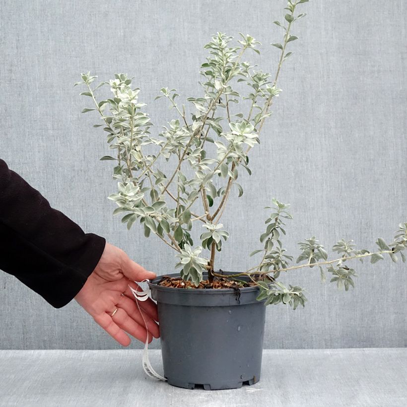Exemplar von Leucophyllum frutescens - Sauge du désert Pot de 3L/4L wie im Herbst geliefert