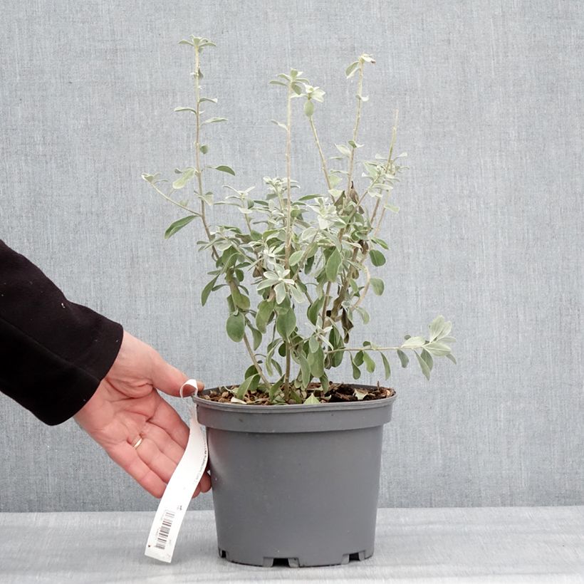 Example of Leucophyllum frutescens - Texas-Silberblatt Topf mit 3L/4L as you get in hiver