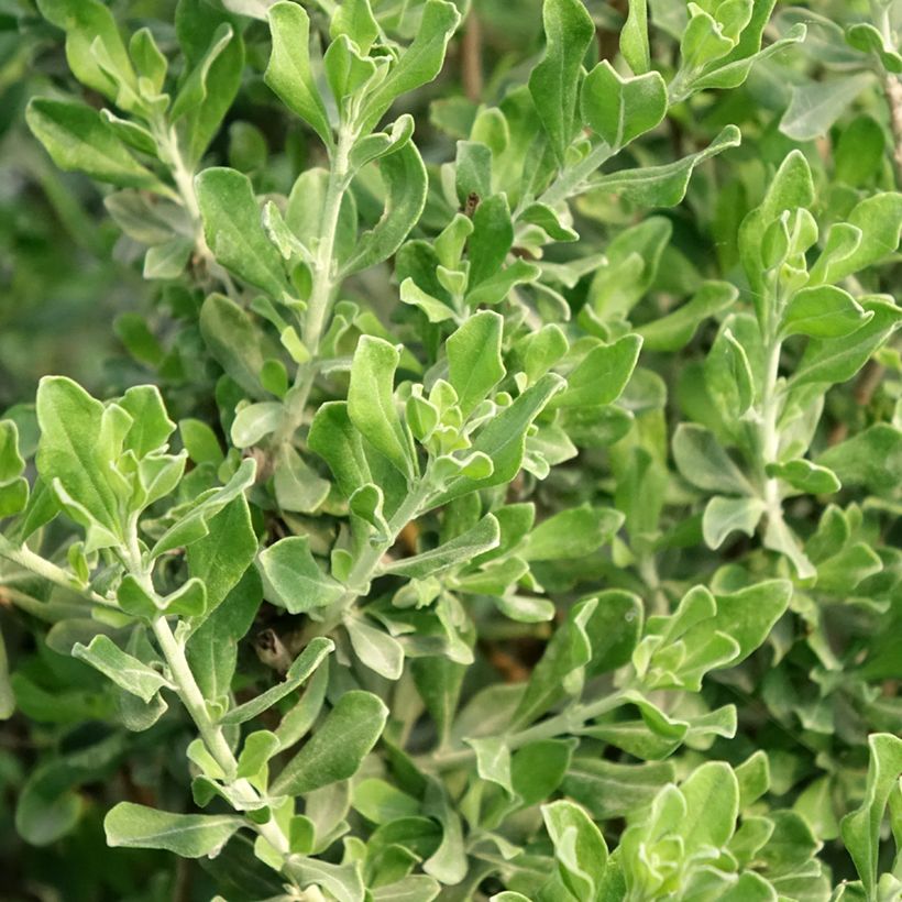 Leucophyllum langmaniae - Texas-Silberblatt (Foliage)