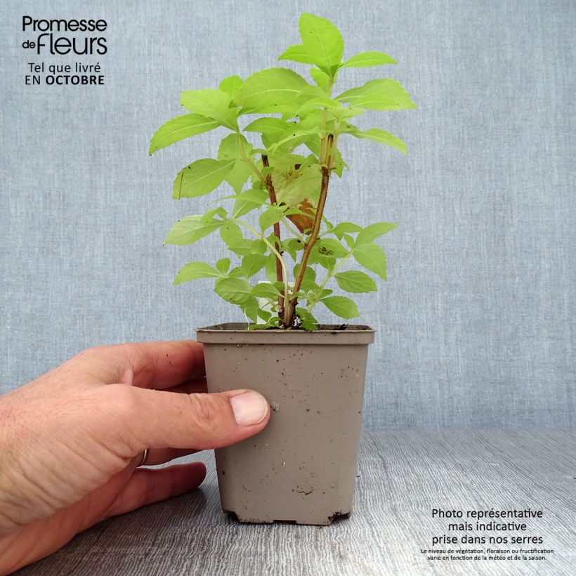 Example of Leucosceptrum japonicum Golden Angel Kleine Töpfe von 8/9 cm as you get in automne