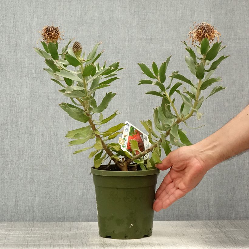 Exemplar von Leucospermum Ayoba Red - Gärtnerprotee Topf mit 2L/3L wie im Frühjahr geliefert