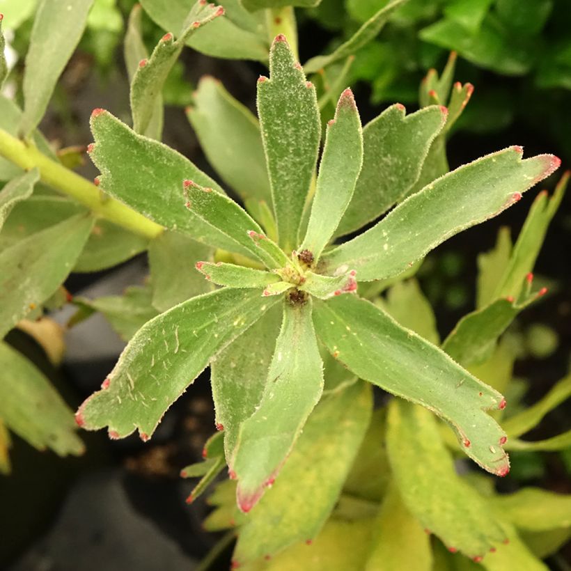 Leucospermum Ayoba Red - Gärtnerprotee (Foliage)