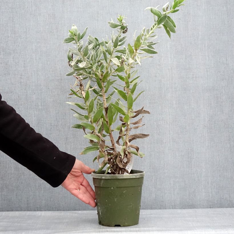 Exemplar von Leucospermum Copper Carnival - Gärtnerprotee Topf mit 2L/3L wie im Winter geliefert