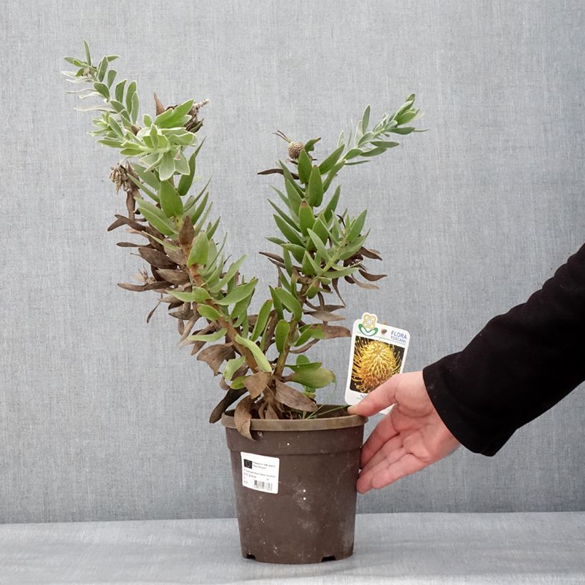 Exemplar von Leucospermum Yellow Carnival - Gärtnerprotee Topf mit 2L/3L wie im Winter geliefert