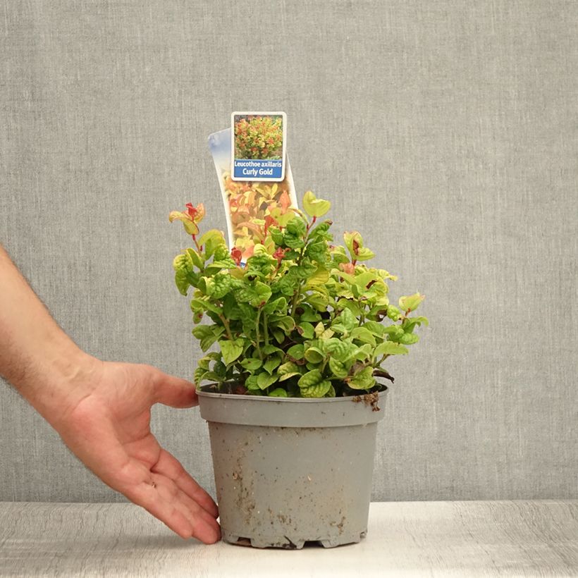 Exemplar von Traubenheide Curly Gold - Leucothoe axillaris Topf mit 2L/3L wie im Sommer geliefert