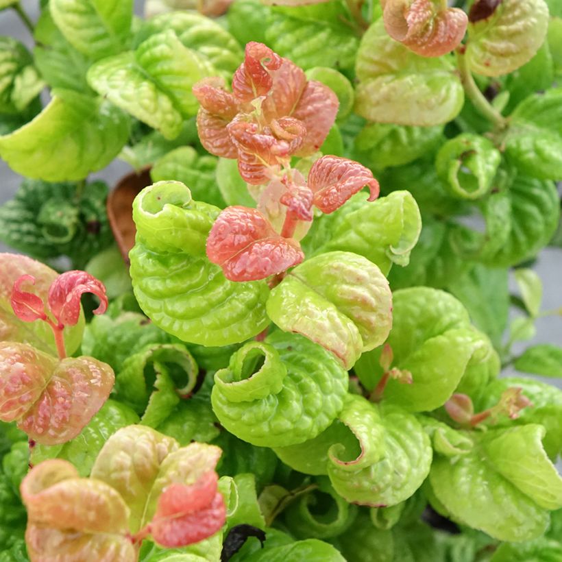 Traubenheide Curly Gold - Leucothoe axillaris (Foliage)