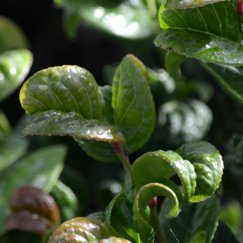 Traubenheide Curly Red - Leucothoe axillaris (Foliage)