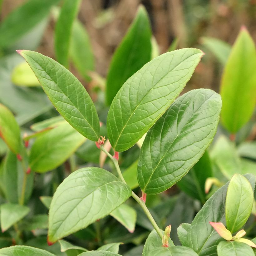 Traubenheide Red Lips - Leucothoe axillaris (Foliage)