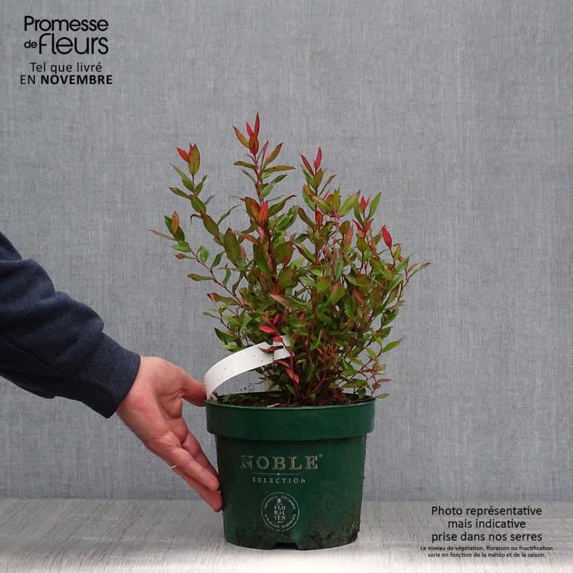 Example of Traubenheide Little Flames - Leucothoe fontanesiana Topf mit 2L/3L as you get in automne