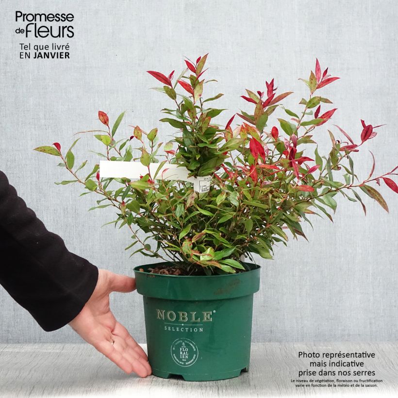Exemplar von Traubenheide Little Flames - Leucothoe fontanesiana Topf mit 2L/3L wie im Winter geliefert